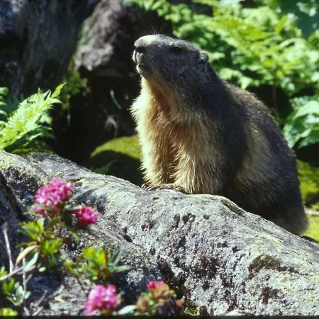 Apartment T2 Cosy En Centre-ville Avec Parking, Proche Commodites, 3 Stations De Ski, Non Fumeur - Fr-1-402-118