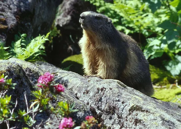 Apartment T2 Cosy En Centre-ville Avec Parking, Proche Commodites, 3 Stations De Ski, Non Fumeur - Fr-1-402-118